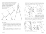 Anatomía artística 9: Mamíferos: morfología comparada