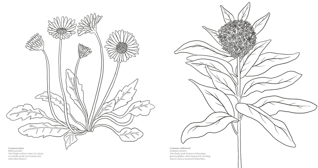 Wonderful Wildflowers Coloring Book: Over 75 Natural Wonders to Color and Explore