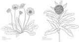 Wonderful Wildflowers Coloring Book