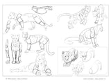 Anatomía artística 9: Mamíferos: morfología comparada