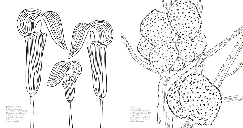 Wonderful Wildflowers Coloring Book: Over 75 Natural Wonders to Color and Explore