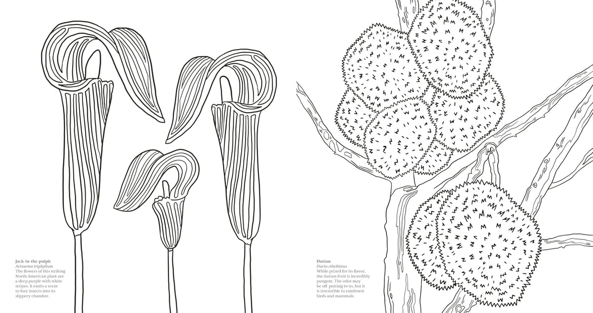 Wonderful Wildflowers Coloring Book: Over 75 Natural Wonders to Color and Explore