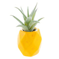 Karma Pineapple Shaped Succulent Pot